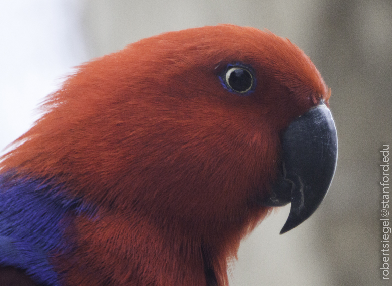 Female Eclectus Parrot